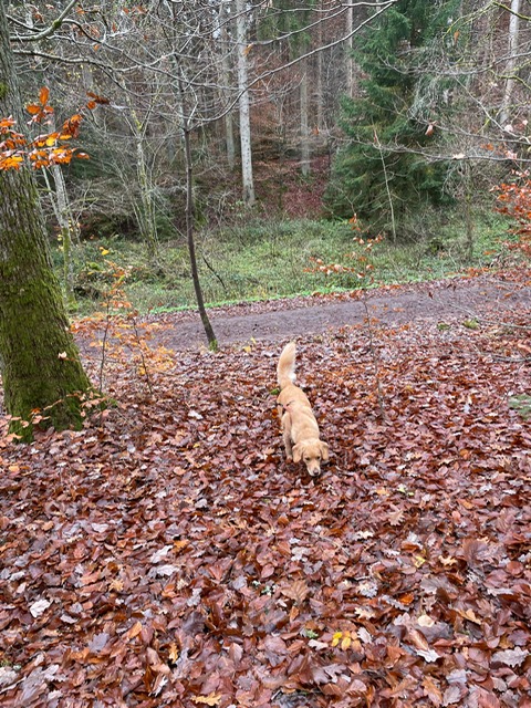 0a73d681-a69a-4330-b2b1-7439a331f91d